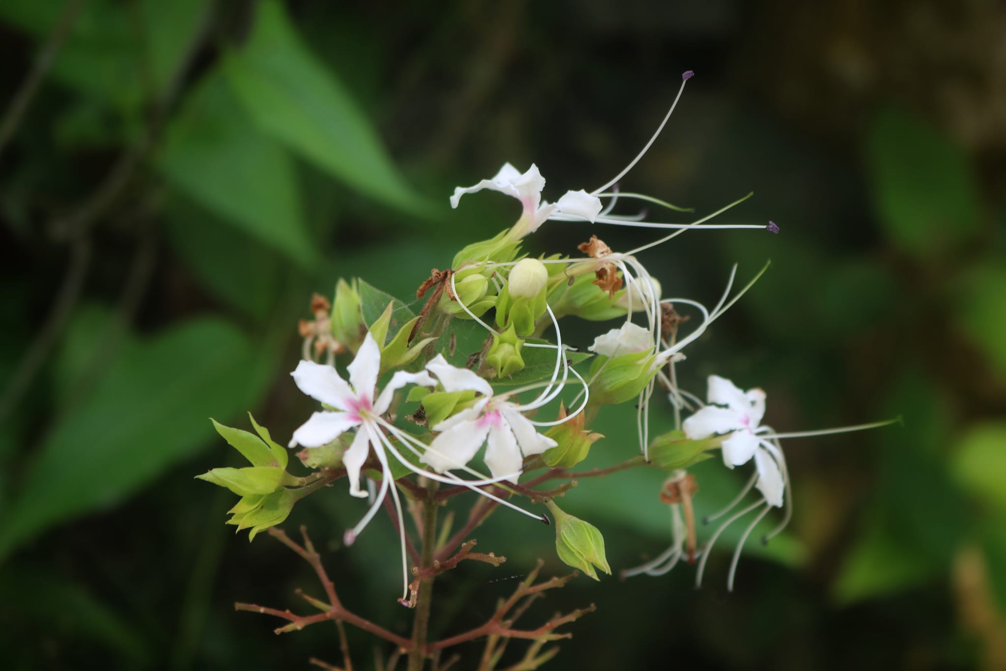 Nature Photography
