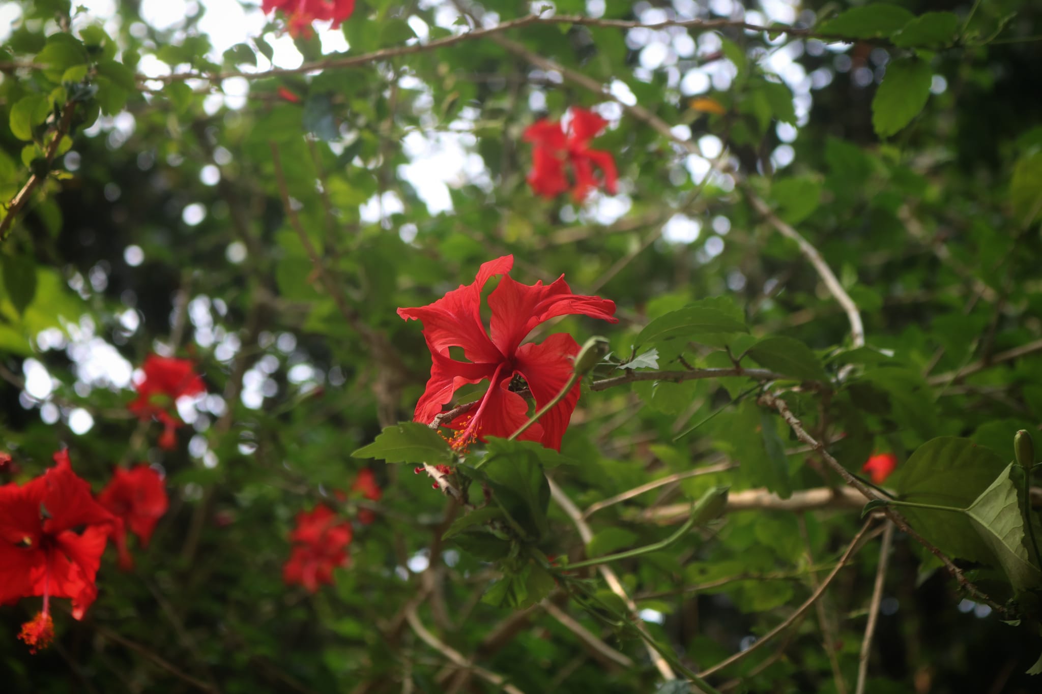 Nature Photography